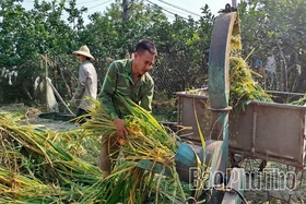 Chủ động thích ứng khi giá vật tư nông nghiệp tăng cao