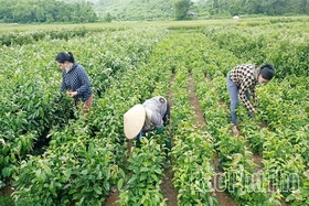 Khi nghị quyết “bén rễ” từ cơ sở