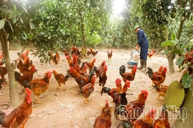 Vạn Xuân phát triển các mô hình liên kết sản xuất và tiêu thụ nông sản