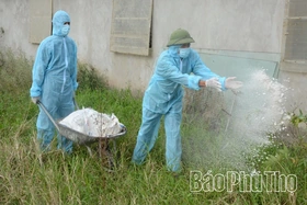 Đề phòng bệnh Dịch tả lợn Châu Phi tái phát và lây lan rộng