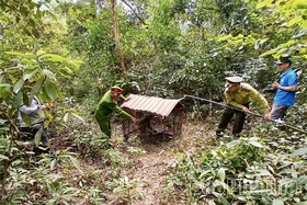 Tăng cường phòng, chống tội phạm về đa dạng sinh học
