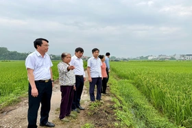 Xã Hợp Lý đánh giá mô hình trồng lúa thảo dược