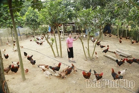“Vị ngọt” gà&nbsp;Mía