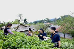 Kỳ 3 - Để phát triển bền vững vùng đồng bào dân tộc thiểu số và miền núi