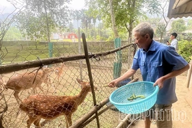 Làm giàu nhờ nuôi hươu
