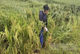 Nhiều địa phương bị thiệt hại do mưa, gió mạnh