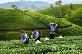 Chuỗi liên kết giá trị - giải pháp phát triển nông nghiệp bền vững