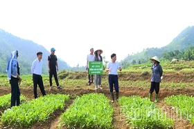 Để tấc đất hóa “tấc vàng” giữa đại ngàn Đèo Mương 2