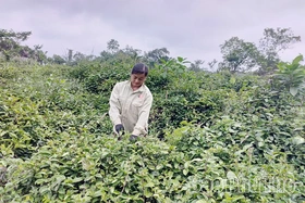 Triển vọng cây ba kích tím