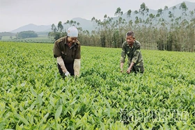 Tăng kết nối, phát triển hợp tác xã bền vững