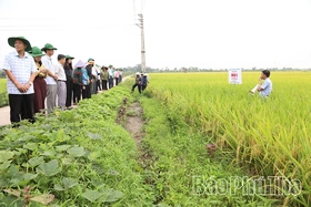 Trình diễn giống lúa mới có năng suất, chất lượng cao