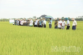 Trình diễn giống lúa thuần LP5 vụ Xuân 2026