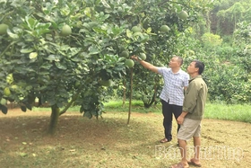 Phát triển kinh tế tập thể ở Tây Cốc