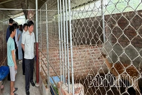 Những phú nông Yên Sơn