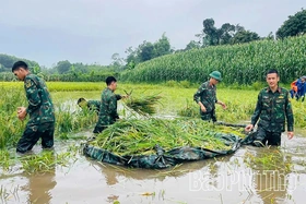 Cán bộ, chiến sĩ Lữ đoàn 168 giúp dân “cứu” lúa ngập