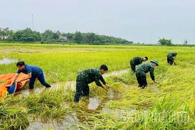 Cán bộ, chiến sĩ Lữ đoàn 168 giúp dân “cứu” lúa ngập