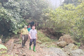 Giữ&nbsp;xanh&nbsp;rừng&nbsp;Sơn Lương