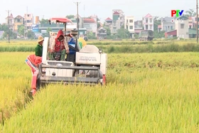 Từ giống tốt đến mùa vàng bội thu