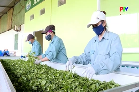 Mã số vùng trồng – bệ đỡ thúc đấy xuất khẩu nông sản
