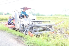 Hiệu quả cánh đồng lớn trong sản xuất lúa