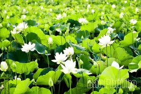 The Fragrance of Lotus Calling the Season