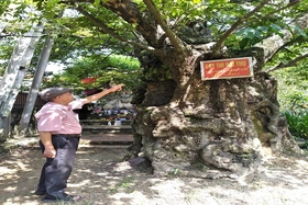 Tho Van Commune Preserves the Living Soul of Its Heritage Trees