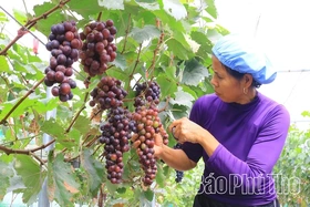Tam Đảo phát triển kinh tế đa ngành