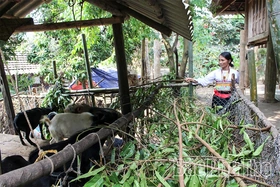 Chủ động phòng, chống dịch bệnh trên đàn vật nuôi, thủy sản mùa nắng nóng
