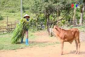 Ngành nông nghiệp ứng phó với nắng nóng