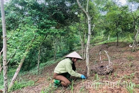 Khẳng định vị thế cây trồng chủ lực ở Thọ Văn