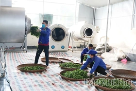 Spreading the Flavor of the Ancestral Land’s Green Tea