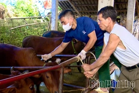 Xã Bình Phú triển khai tiêm phòng vắc xin và khử trùng tiêu độc môi trường chăn nuôi đợt 1, năm 2026