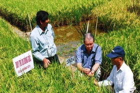 Người gieo chữ trên ruộng đồng
