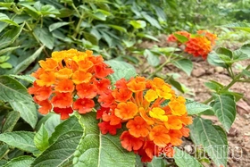 Từ bãi rác thành vườn hoa - câu chuyện đẹp về trách nhiệm với môi trường.