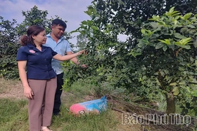 Chanh hàng hóa - hướng đi mới ở Bằng Luân