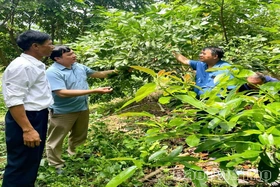 Tiềm năng kinh tế của cây trám đen