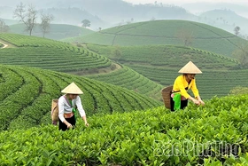 Giữ màu xanh đồi chè Long Cốc