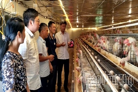 Xây dựng nền chăn nuôi tập trung
