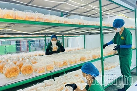 Gắn nông nghiệp tuần hoàn với du lịch trải nghiệm
