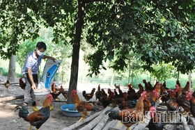 Chủ động phòng, chống dịch bệnh trong chăn nuôi
