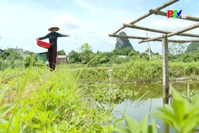 Nông dân thi đua sản xuất, kiến tạo giá trị mới