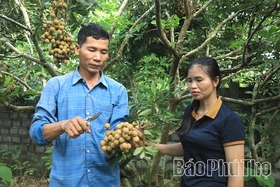 Nhãn Sơn Thủy vào mùa trái ngọt
