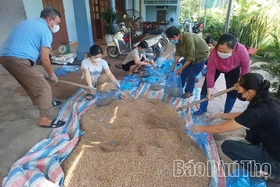 Chủ động diệt chuột để bảo vệ lúa vụ Mùa