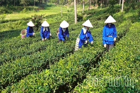 Chuyển đổi xanh - “Tấm vé thông hành” ra thị trường thế giới