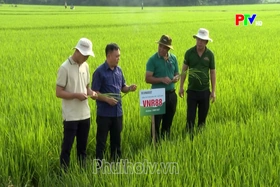 Phu Tho News on July 30, 2026