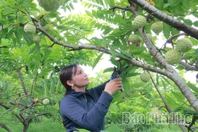 Rediscovering the Specialty Bo Ly Chewy Custard Apple