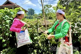 The Beauty of Muong Ethnic Brocade Weaving Craft