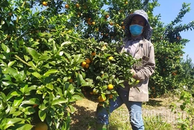 Phú Thọ phát triển cây có múi theo hướng bền vững