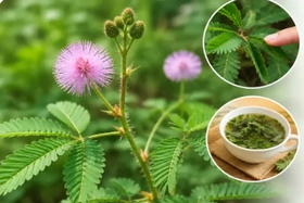 Cây xấu hổ có tác dụng chữa bệnh gì?