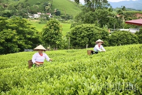 Phu Tho Implements Policies to Support Agricultural Production Development